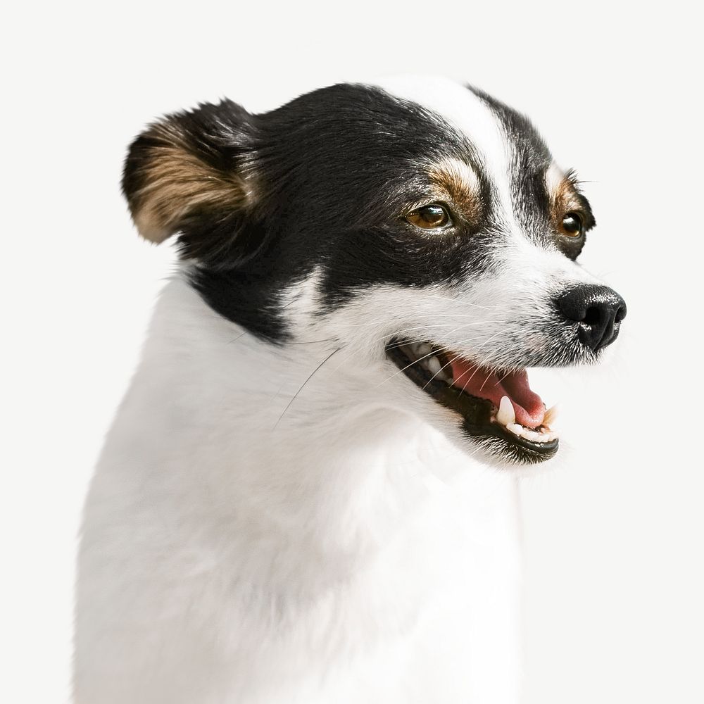 Chihuahua dog design element psd