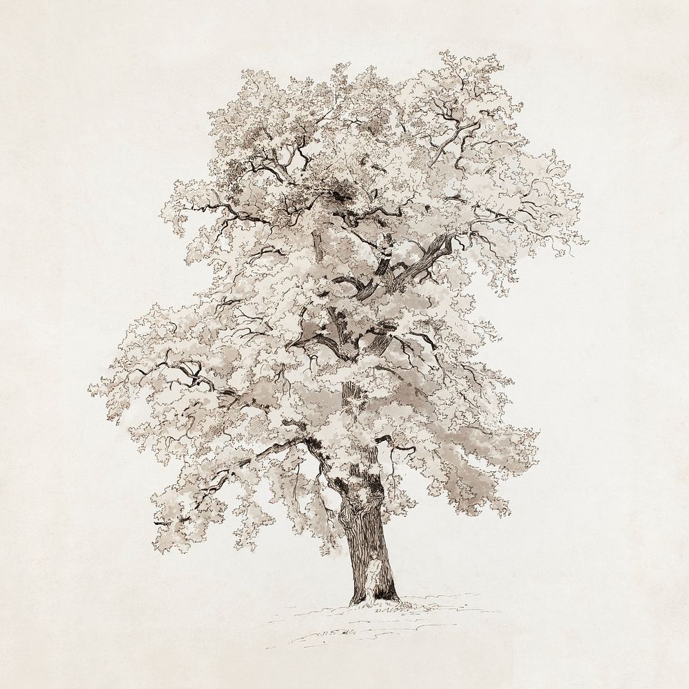 Vanha tammi, jonka juurella seisoo mies (1848 - 1860) by Werner Holmberg, tree illustration. Original public domain image…