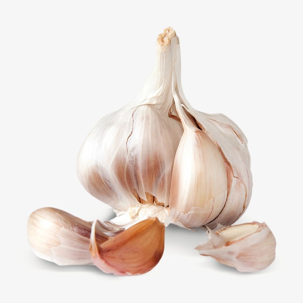 Garlic isolated image on white