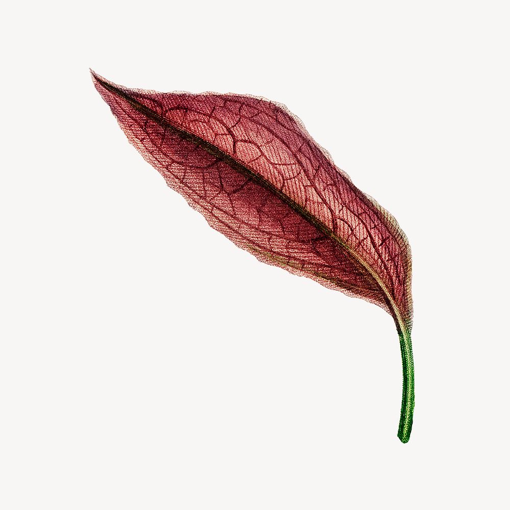 Red leaf, vintage illustration psd