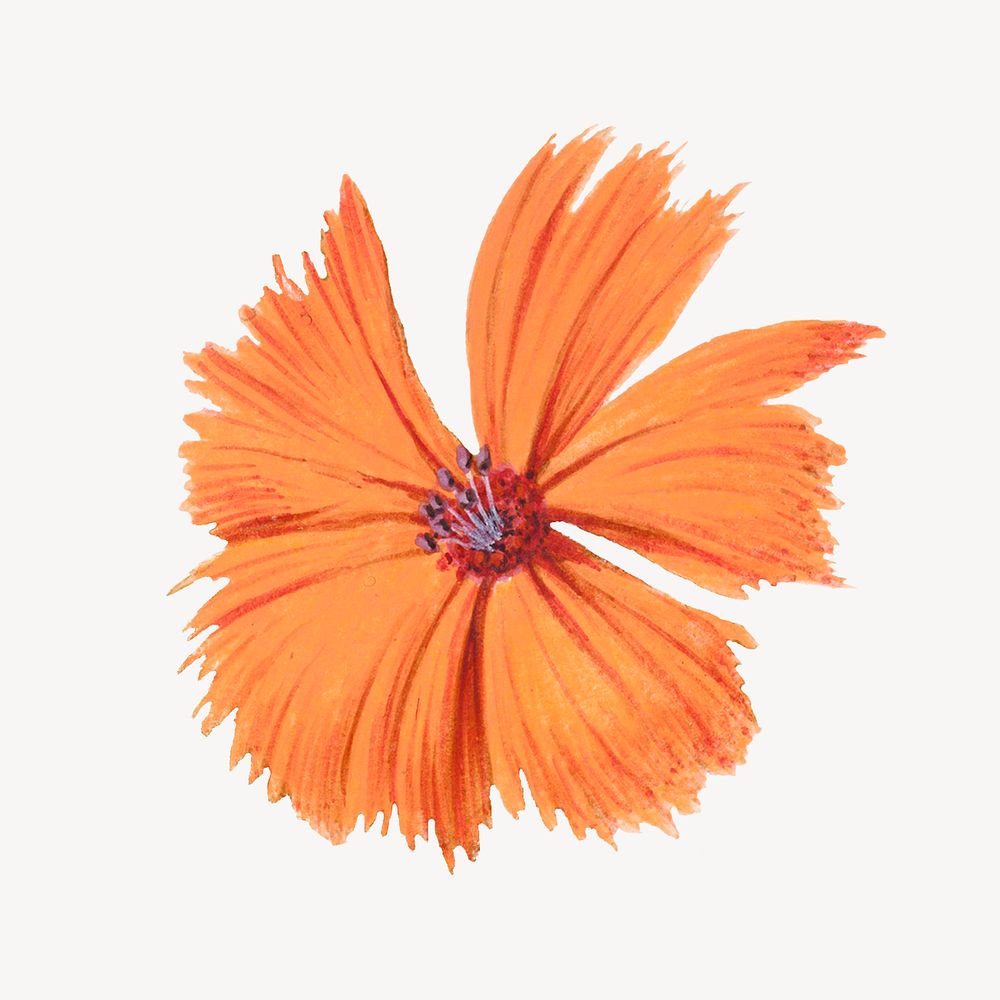 Vintage orange flower illustration psd