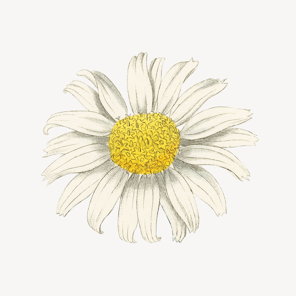 Vintage white daisy flower illustration psd