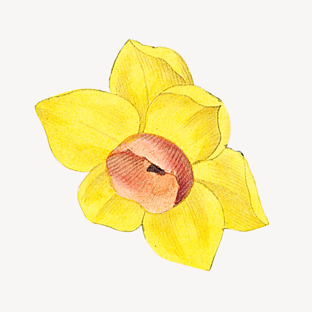 Yellow daffodil, vintage flower illustration psd