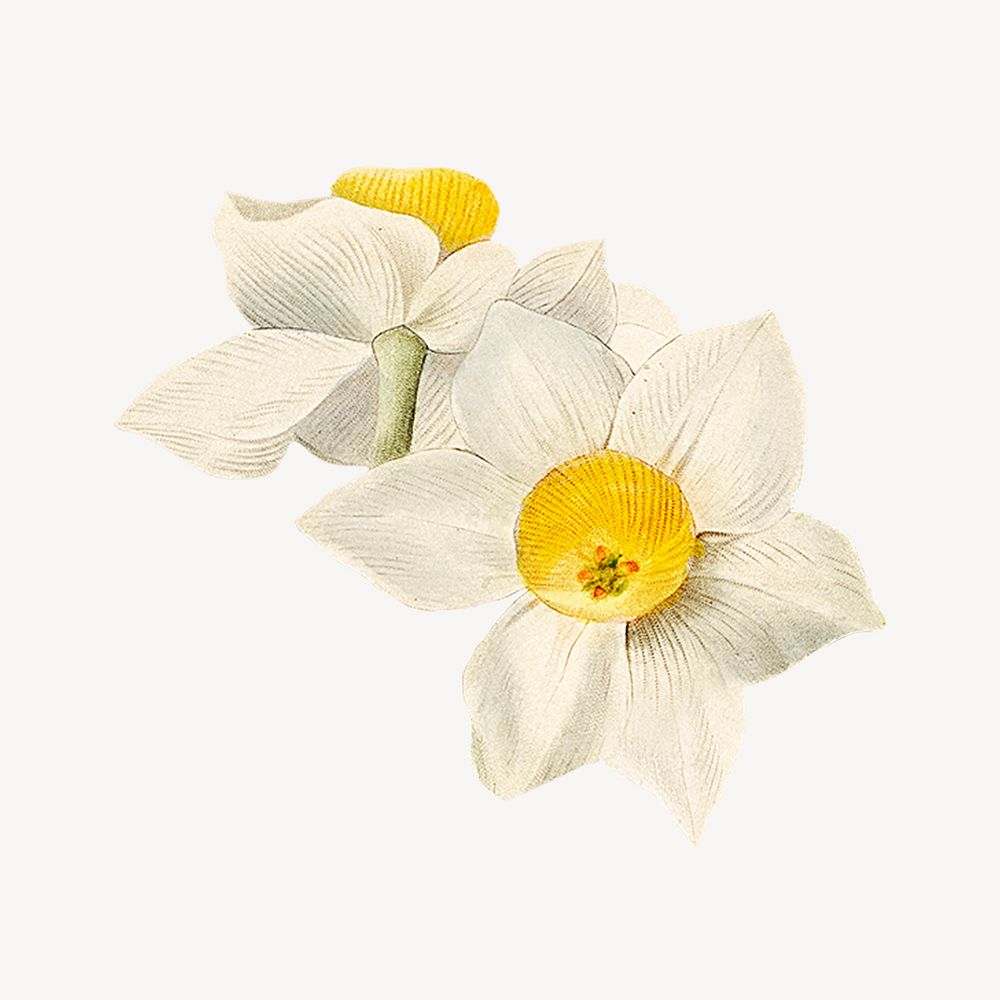 White daffodil, vintage flower illustration psd