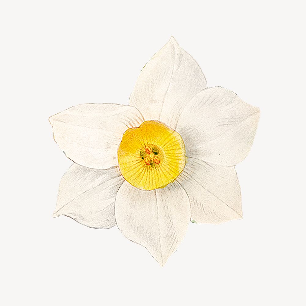 White daffodil, vintage flower illustration psd
