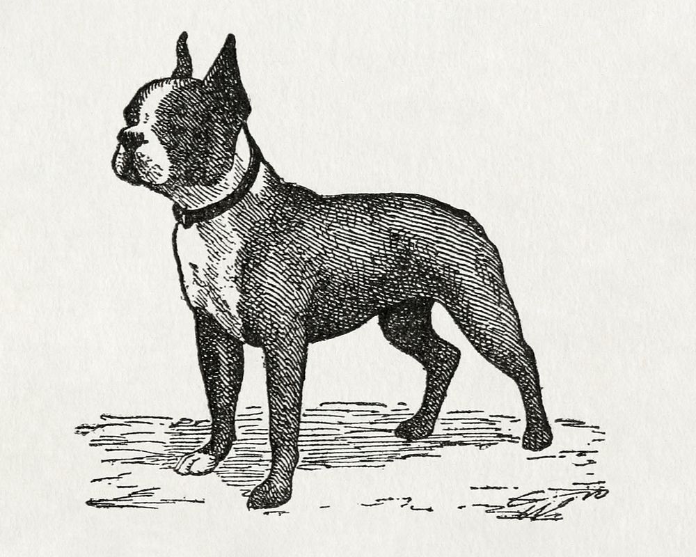 The dogs of Boytown (1918) vintage icon by Walter Alden. Original public domain image from Wikipedia. Digitally enhanced by…