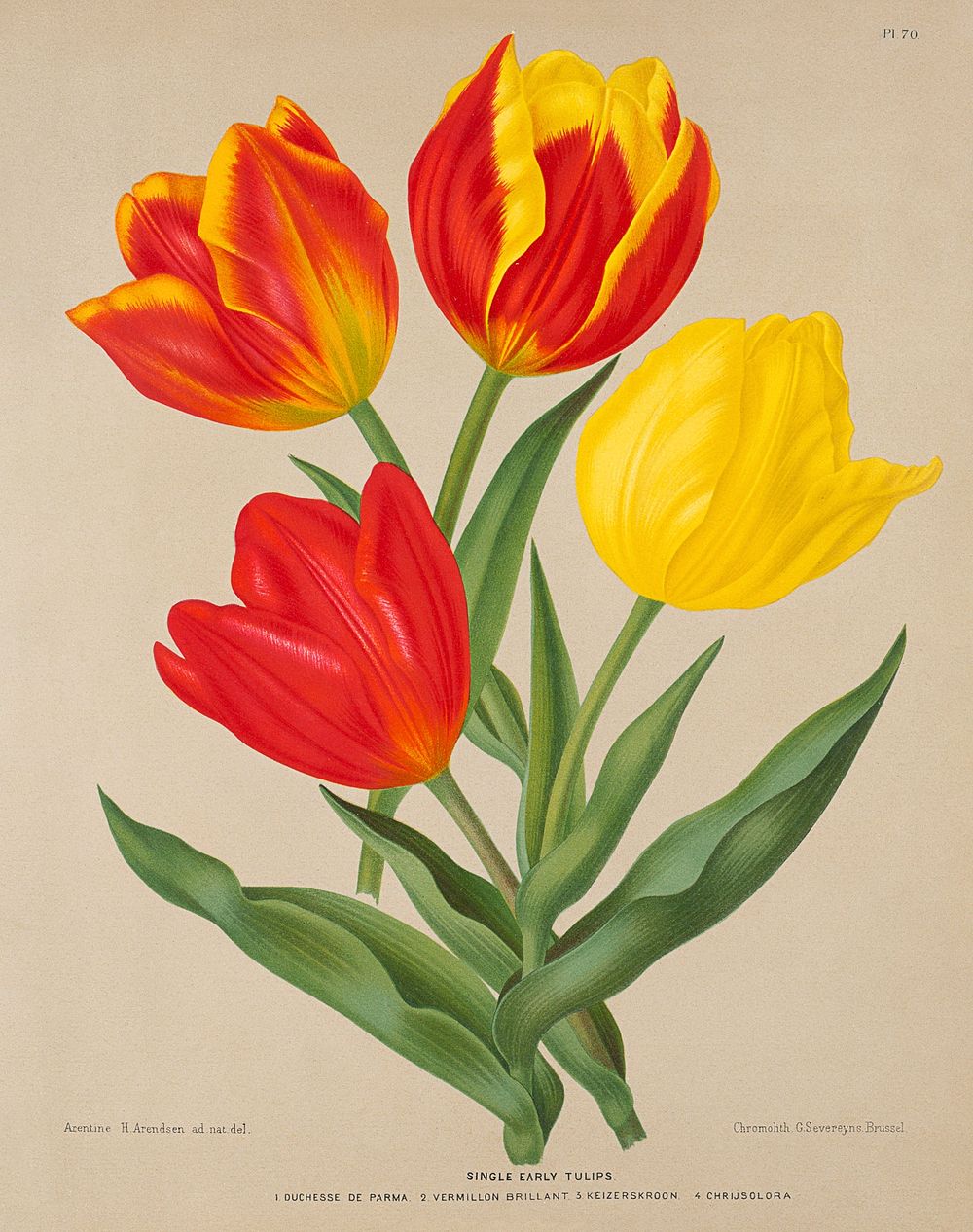Single Early Tulips, Plate 70 from A. C. Van Eeden's "Flora of Haarlem" (1881) chromolithograph by Arentine H. Arendsen.…