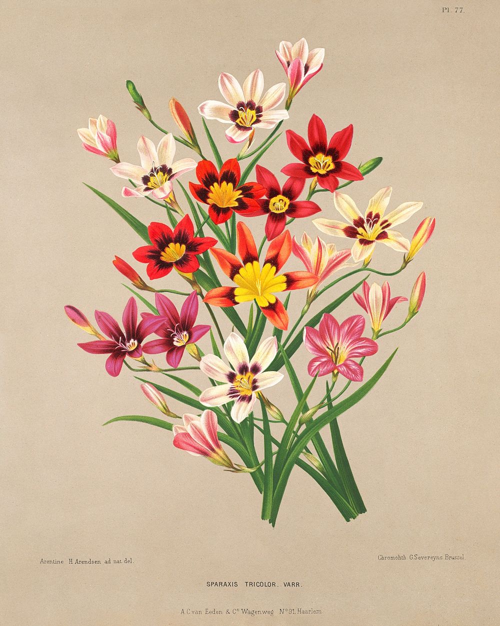 Sparaxis Tricolor Varr., Plate 77 from A. C. Van Eeden's "Flora of Haarlem" (1881) chromolithograph by Arentine H. Arendsen.…