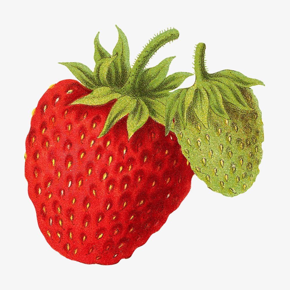 Vintage strawberries illustration. Remixed from our own original 1879 edition of Nederlandsche Flora en Pomona. 