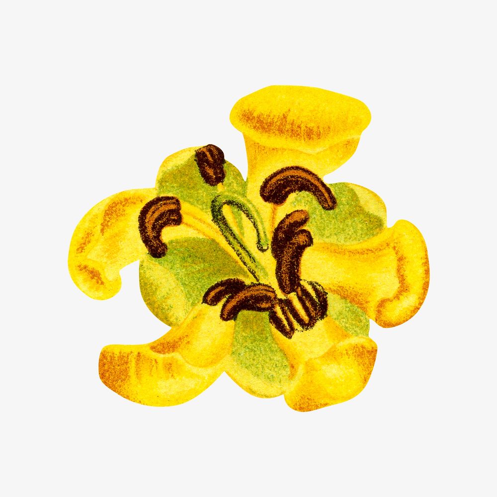 Vintage yellow flower, Maryland wild senna illustration. Remixed from our own original 1879 edition of Nederlandsche Flora…