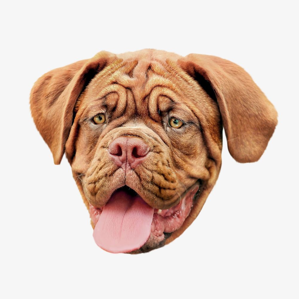 Brown wrinkly Bulldog head