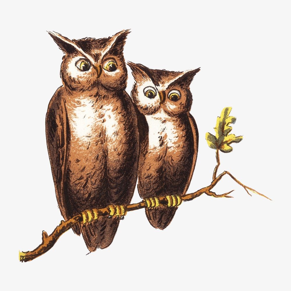Vintage owls, animal bird illustration. Remixed by rawpixel.