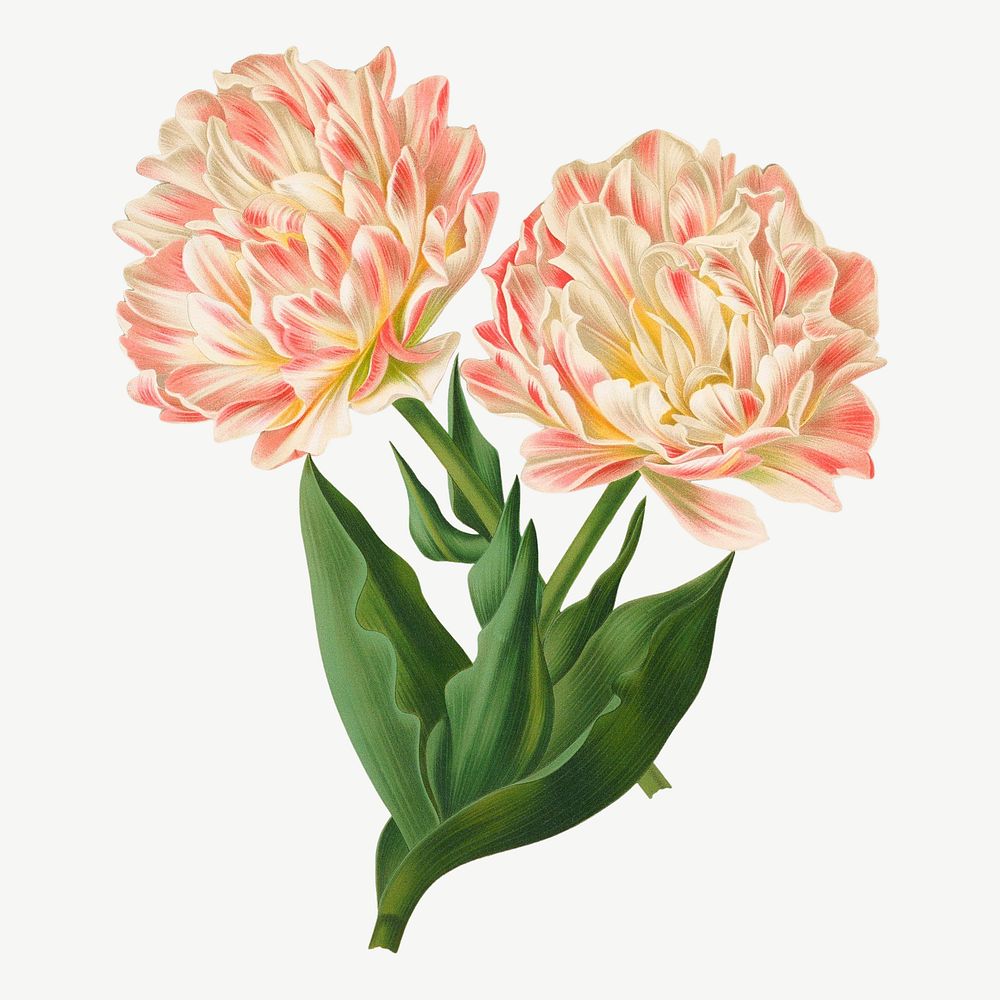 Double tulips, vintage flower illustration by Arentine H. Arendsen psd. Remixed by rawpixel.