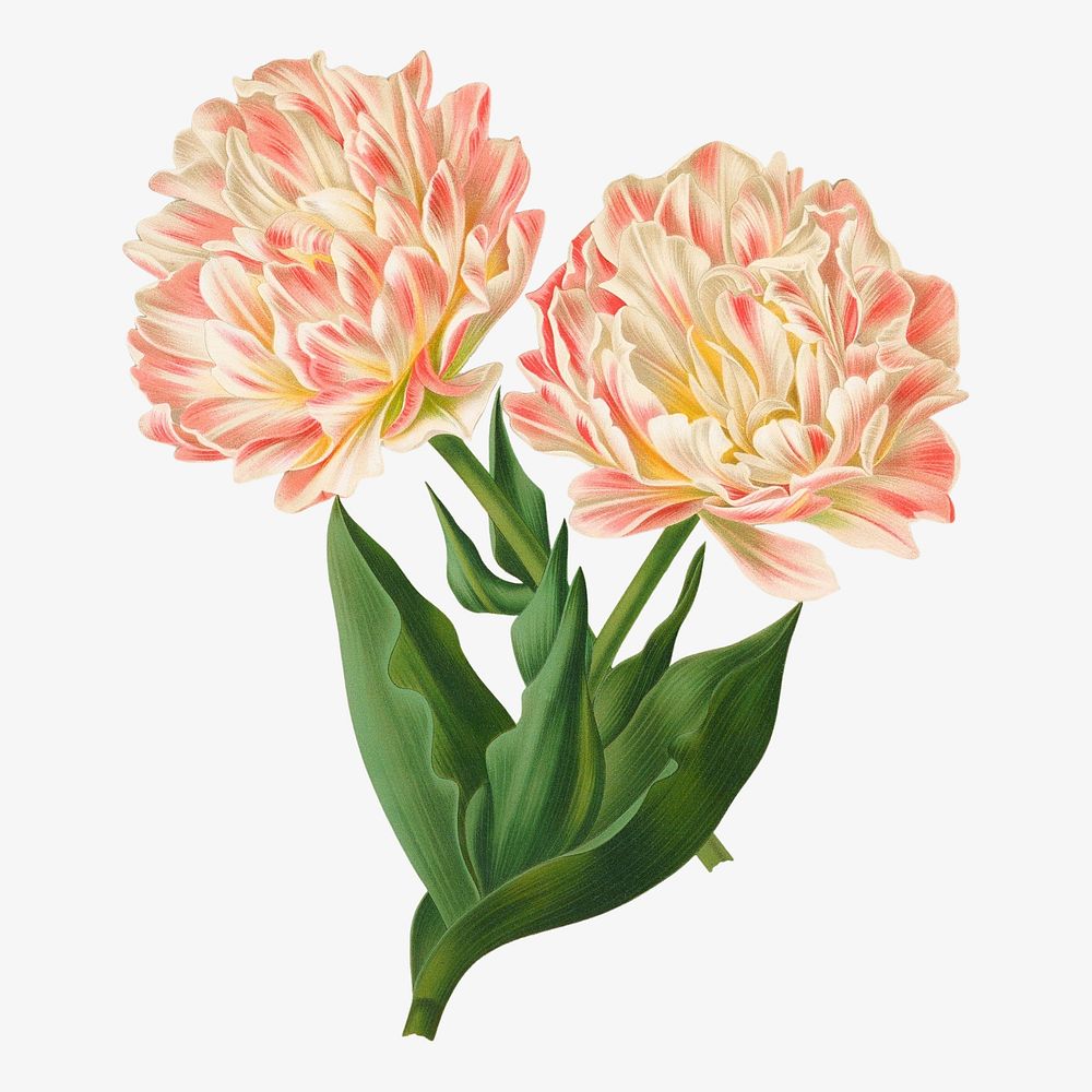 Double tulips, vintage flower illustration by Arentine H. Arendsen. Remixed by rawpixel.