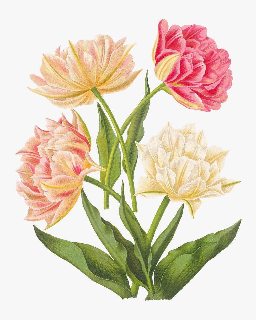 Double tulips, vintage flower illustration by Arentine H. Arendsen. Remixed by rawpixel.