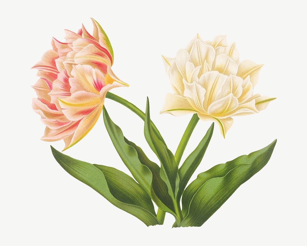 Double tulips, vintage flower illustration by Arentine H. Arendsen psd. Remixed by rawpixel.