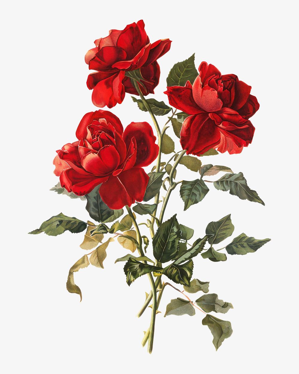 Red Roses, vntage flower illustration by Grace Barton Allen. Remixed by rawpixel.