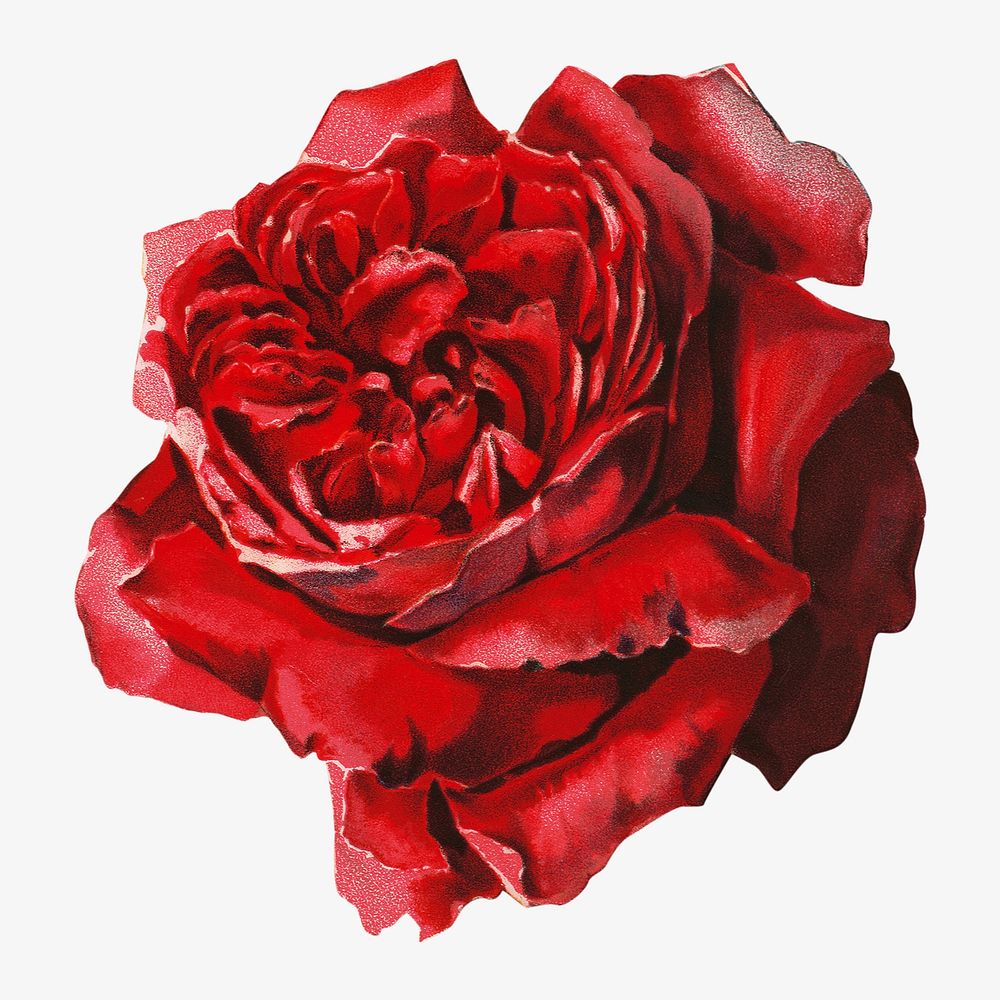 Red rose, vintage flower illustration. Remixed by rawpixel.