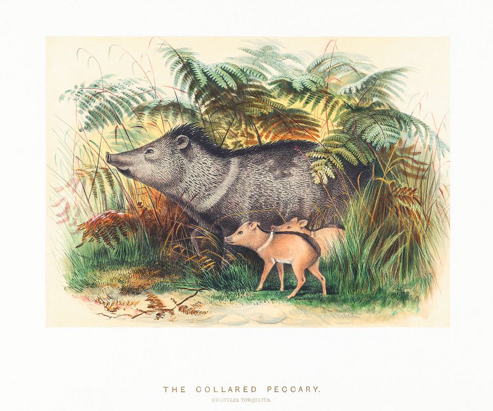 The Collared Peccary from Zoological sketches (1861-1867) by Joseph Wolf and Philip Lutley Sclater. Digitally enhanced by…