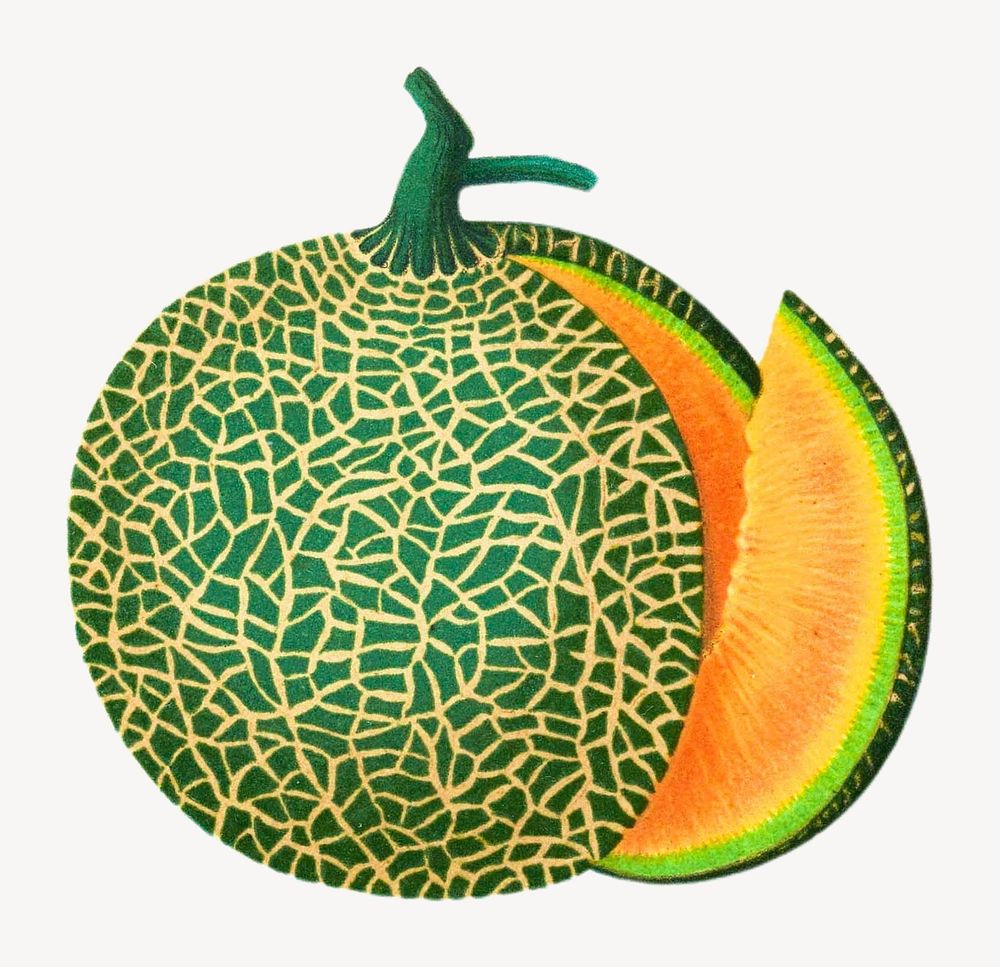 Vibrant cantaloupe fruit illustration isolated on white. Remixed by rawpixel.