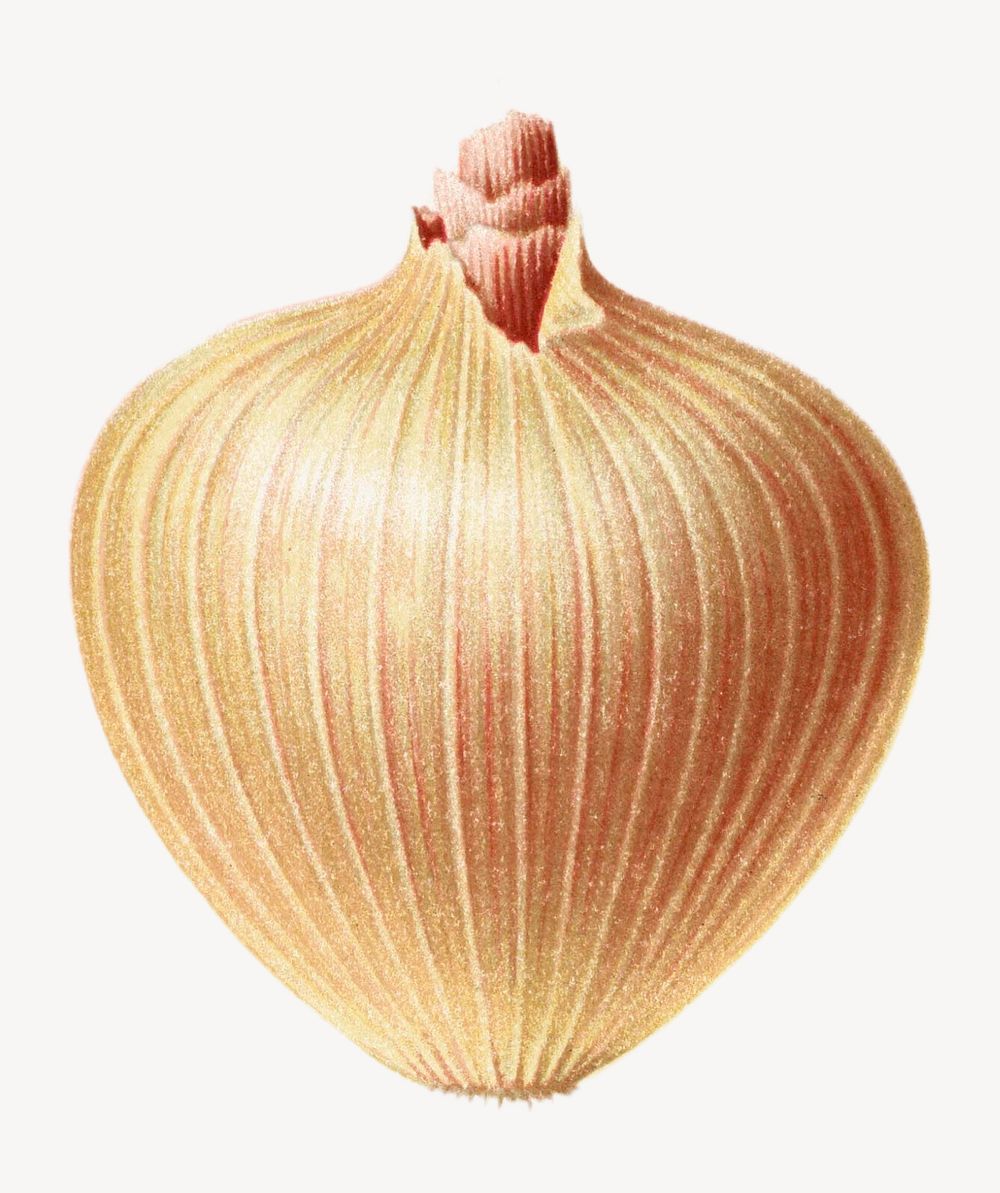 Vintage botanical onion illustration isolated on white. Remixed by rawpixel.