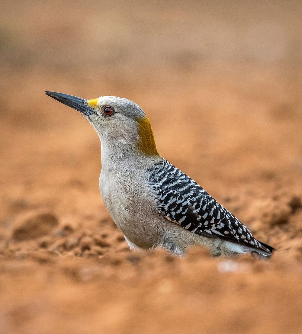Golden Fronted Woodpecker in the desert