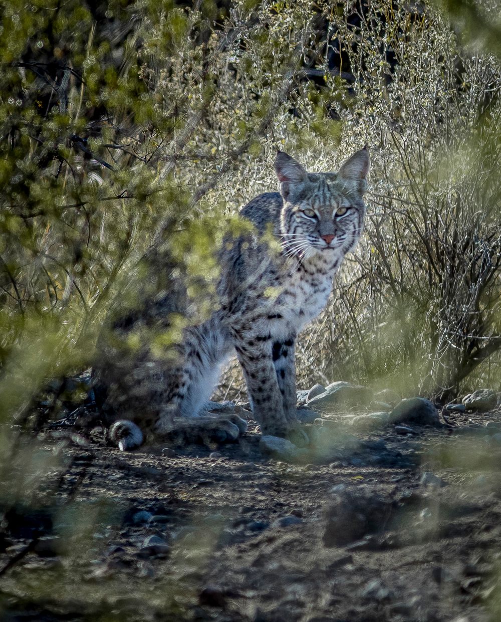 Bobcat on Big Bend National Park, Texas