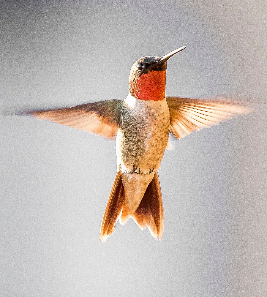 Tiny Hummingbird hovering mid air