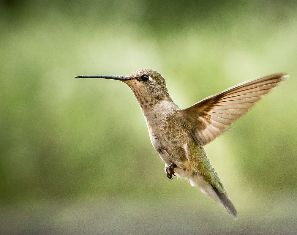 Tiny Hummingbird hoovering in mid air