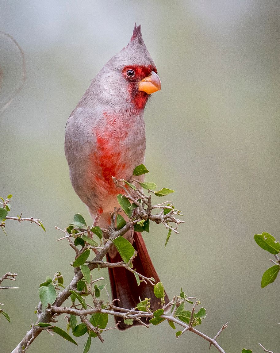 Desert Cardinal (Pyrrhuloxia) in South Texas, United States