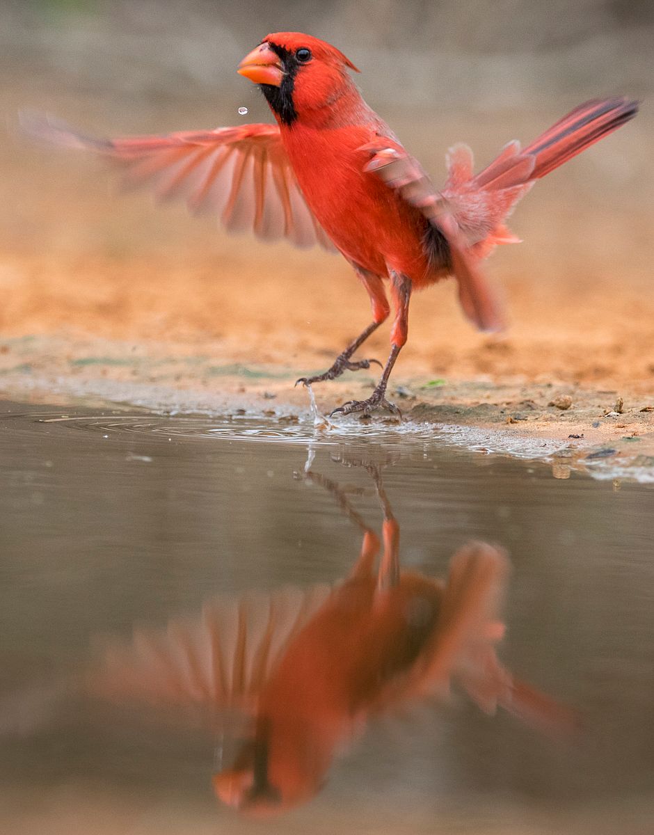 Northern Cardinal bird in Texas, United States