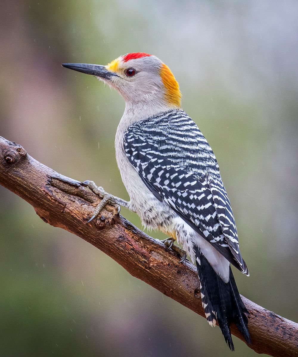 Male Golden Fronted Wood Pecker on a branch in Texas, United States