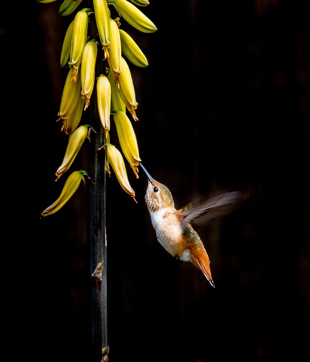 Hummingbird picking nectars from a yellow flower