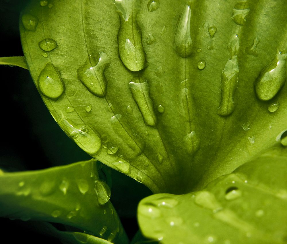 Close up of water droplets on leaves