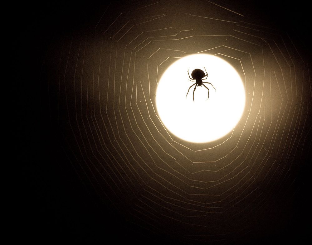 The spider jumped over the moon! Bright moonlight casts its' glow onto a spider on her web.