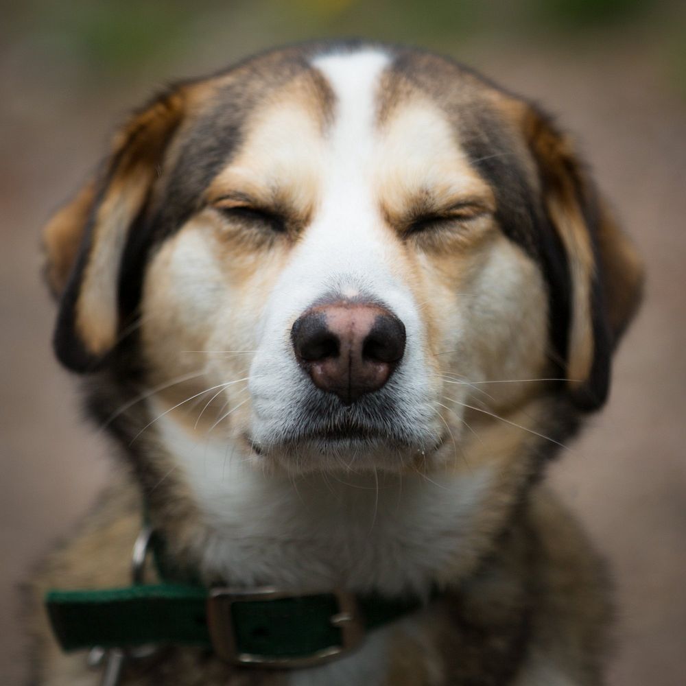 Free furry, white, brown and beige dog squinting his eyes image, public domain animal CC0 photo.