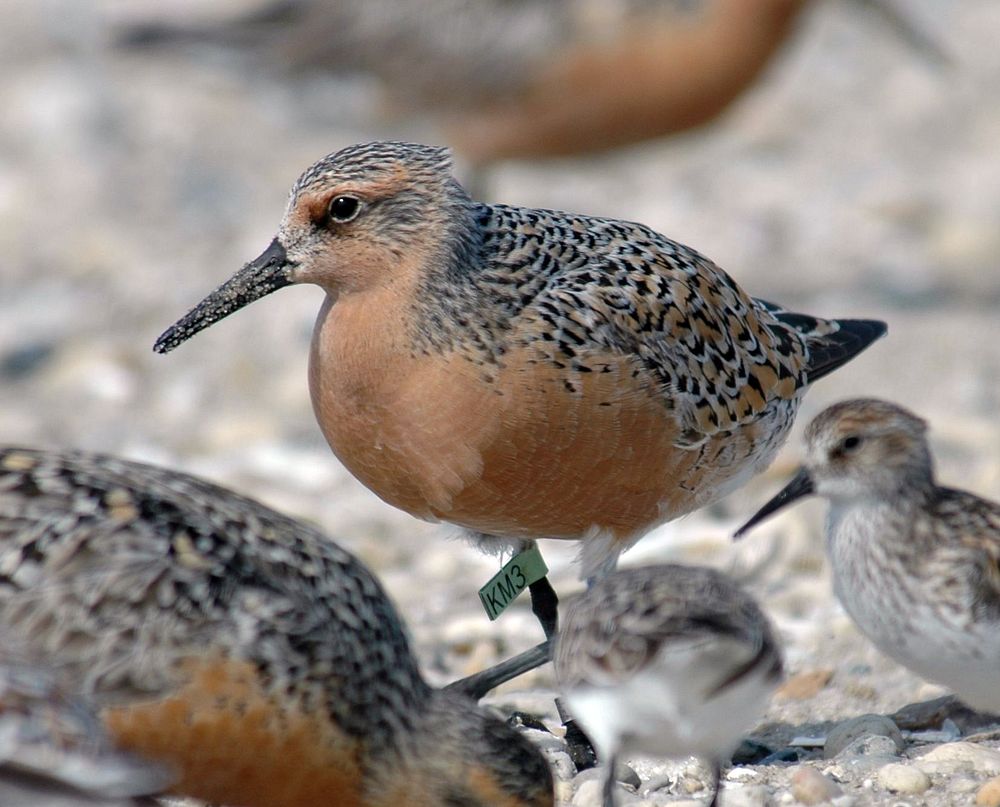 Tagged Red Knot
