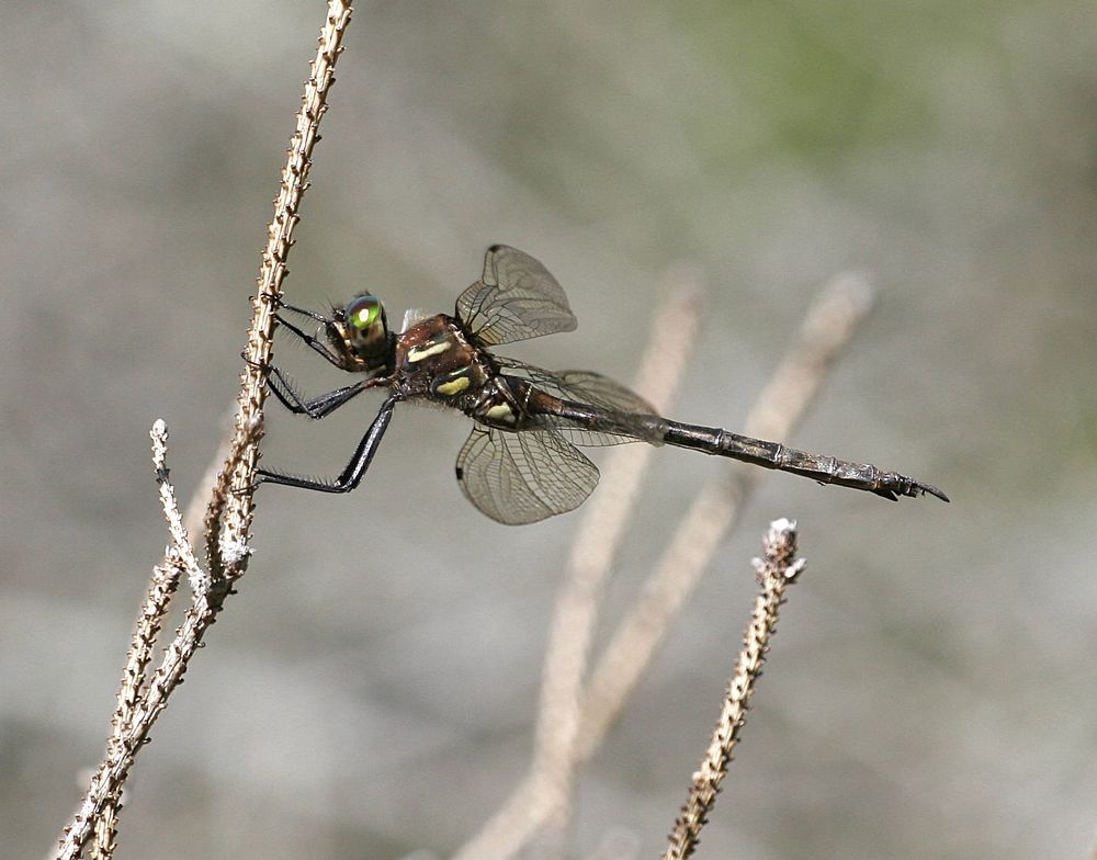 Hine's Emerald DragonflyPhoto by Paul Burton/USFWS. Original public domain image from Flickr