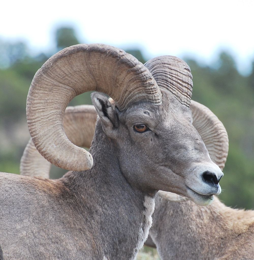 20180820-FS-Ashley NF-RM-Ram-04Photo 04 3Photo of a Ram, Sheep Creek Canyon, Ashley National Forest. Forest Service photo by…