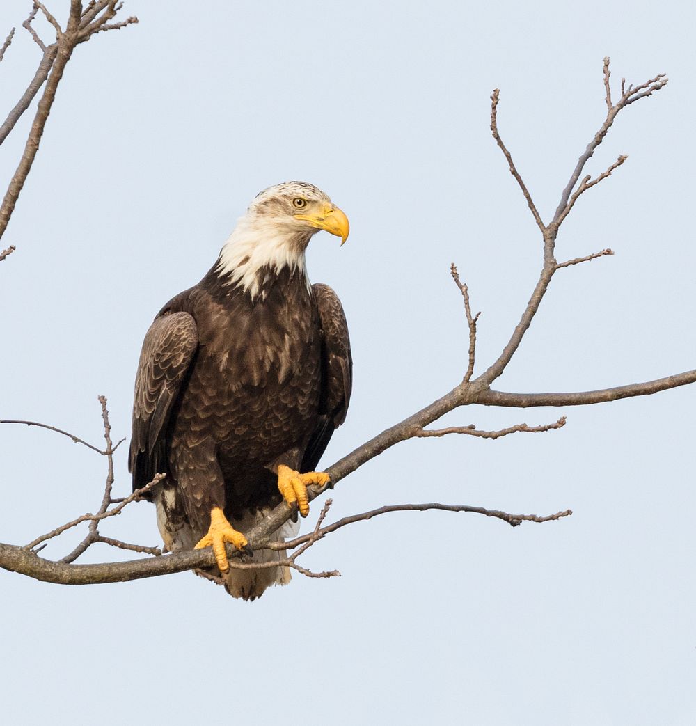 Bald eagle. Free public domain CC0 photo.