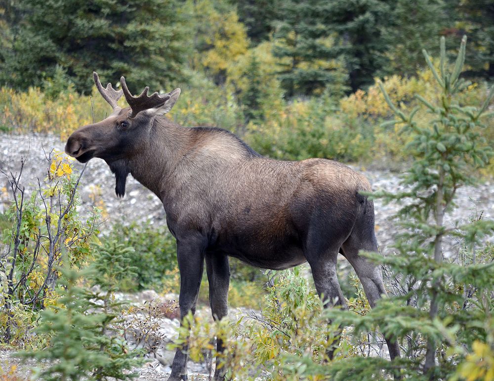 Autumn 2018 in Denali Photo by Katherine Belcher. Original public domain image from Flickr