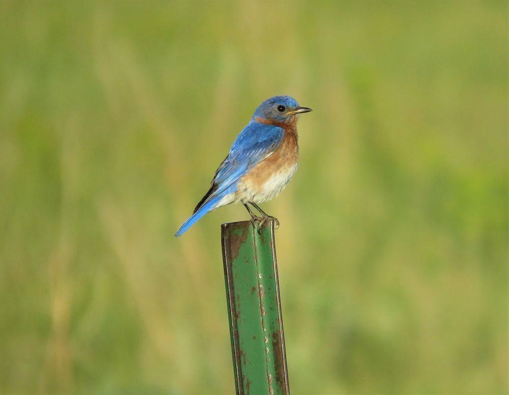 Bluebird perching on metal fence. Original public domain image from Flickr
