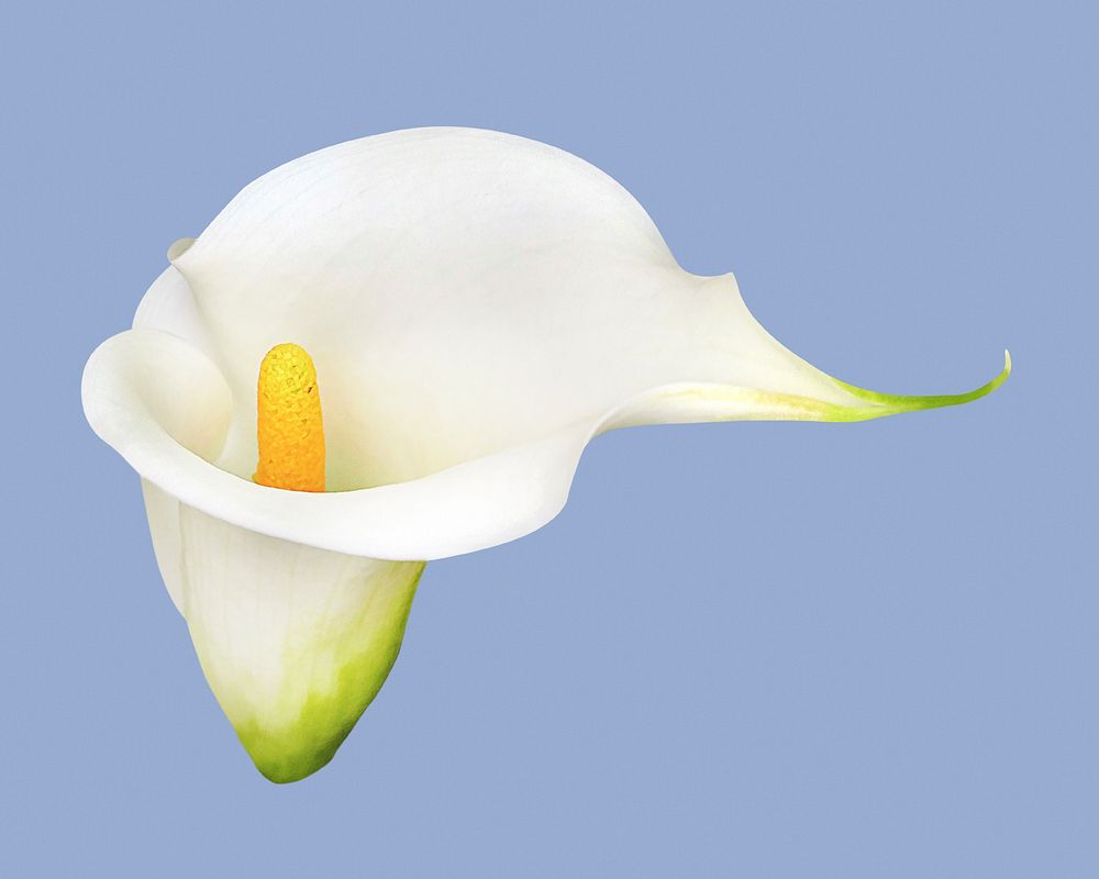 White calla lily, flower clipart