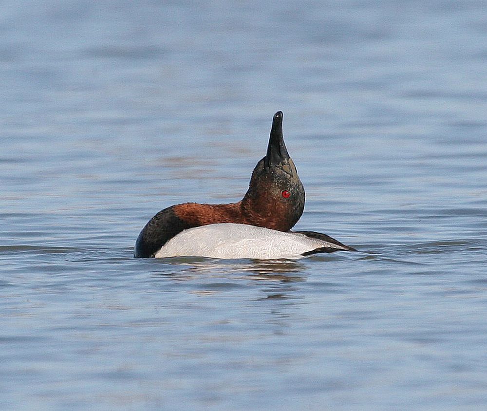 TN NWR canvasback drake. Original public domain image from Flickr