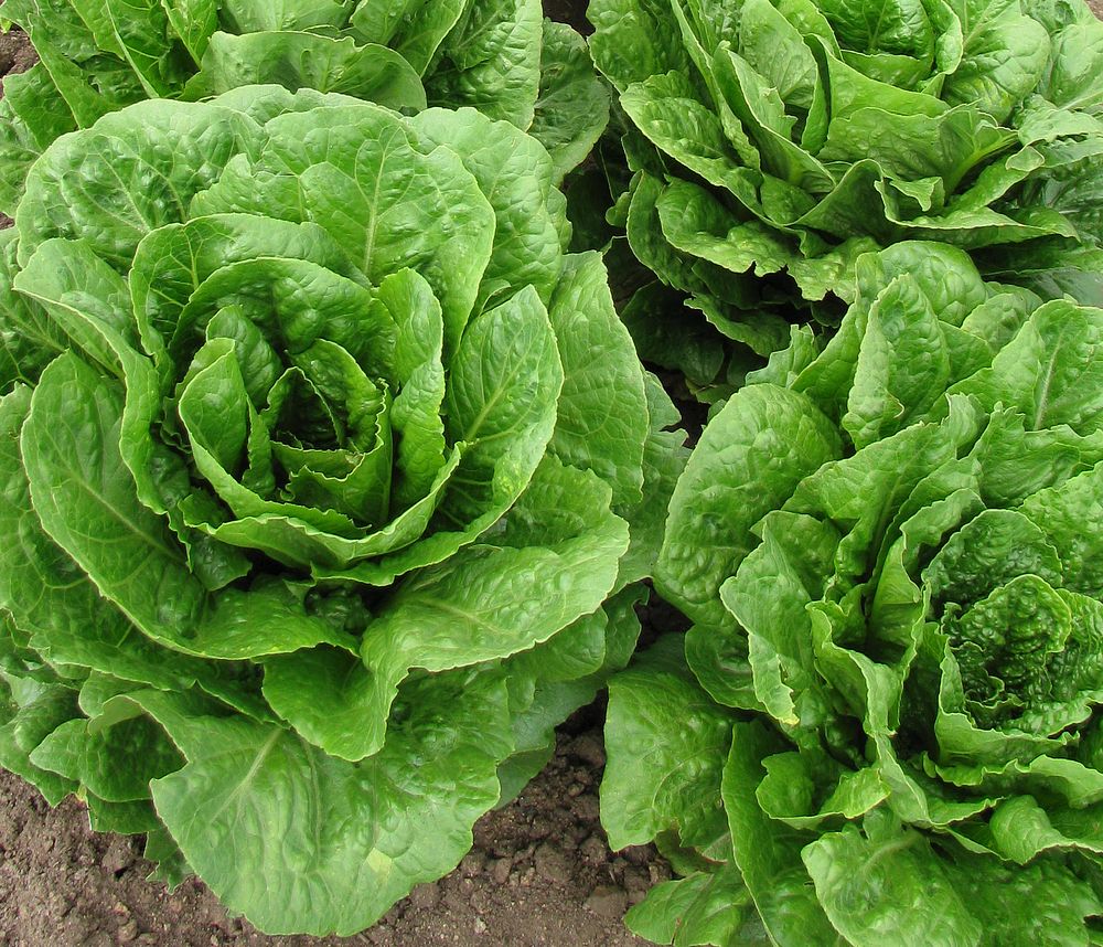 ARS developed romaine lettuce. Original public domain image from Flickr