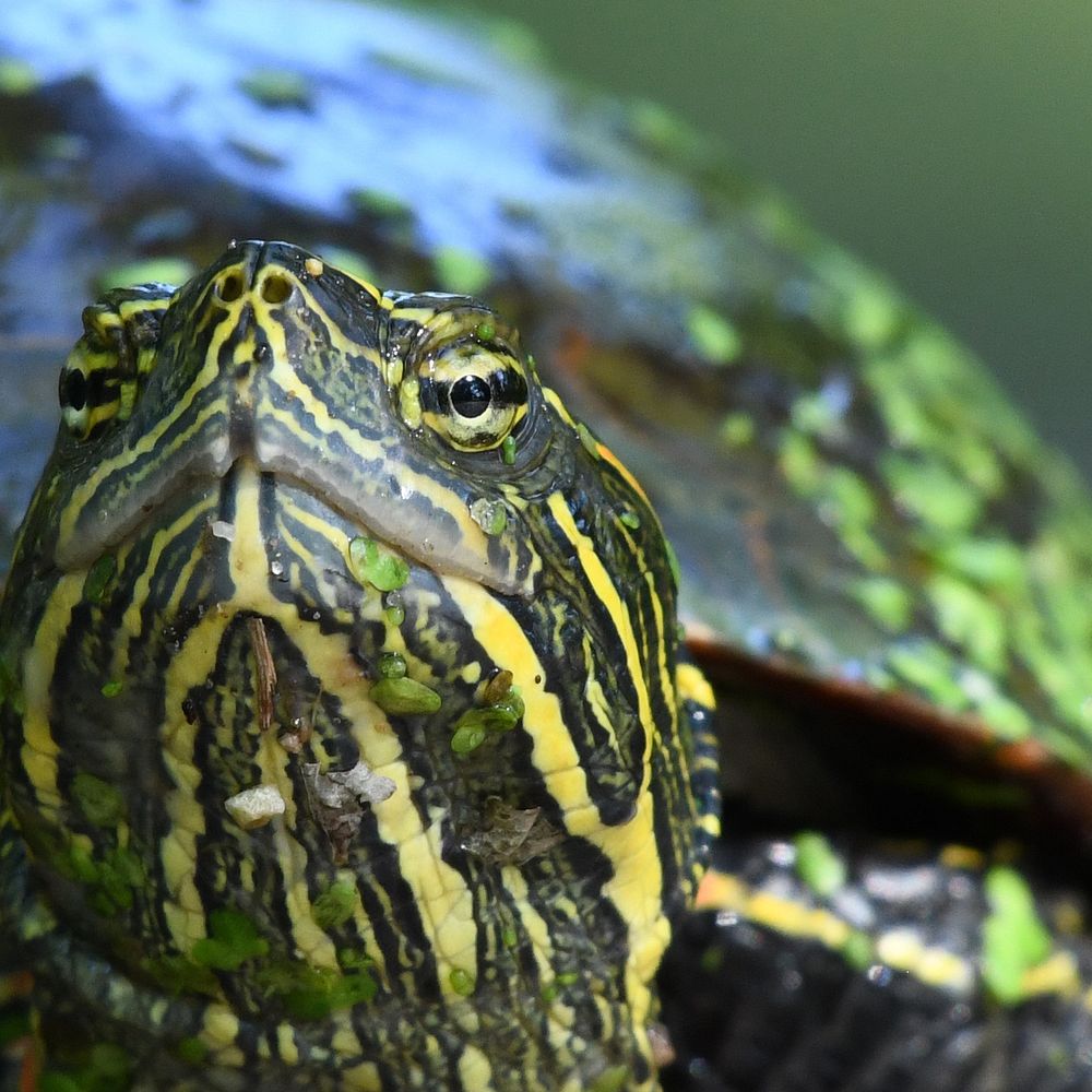 Painted Turtle. Original public domain image from Flickr