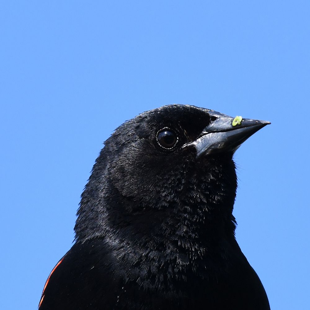 Red-winged BlackbirdPhoto by Grayson Smith/USFWS. Original public domain image from Flickr