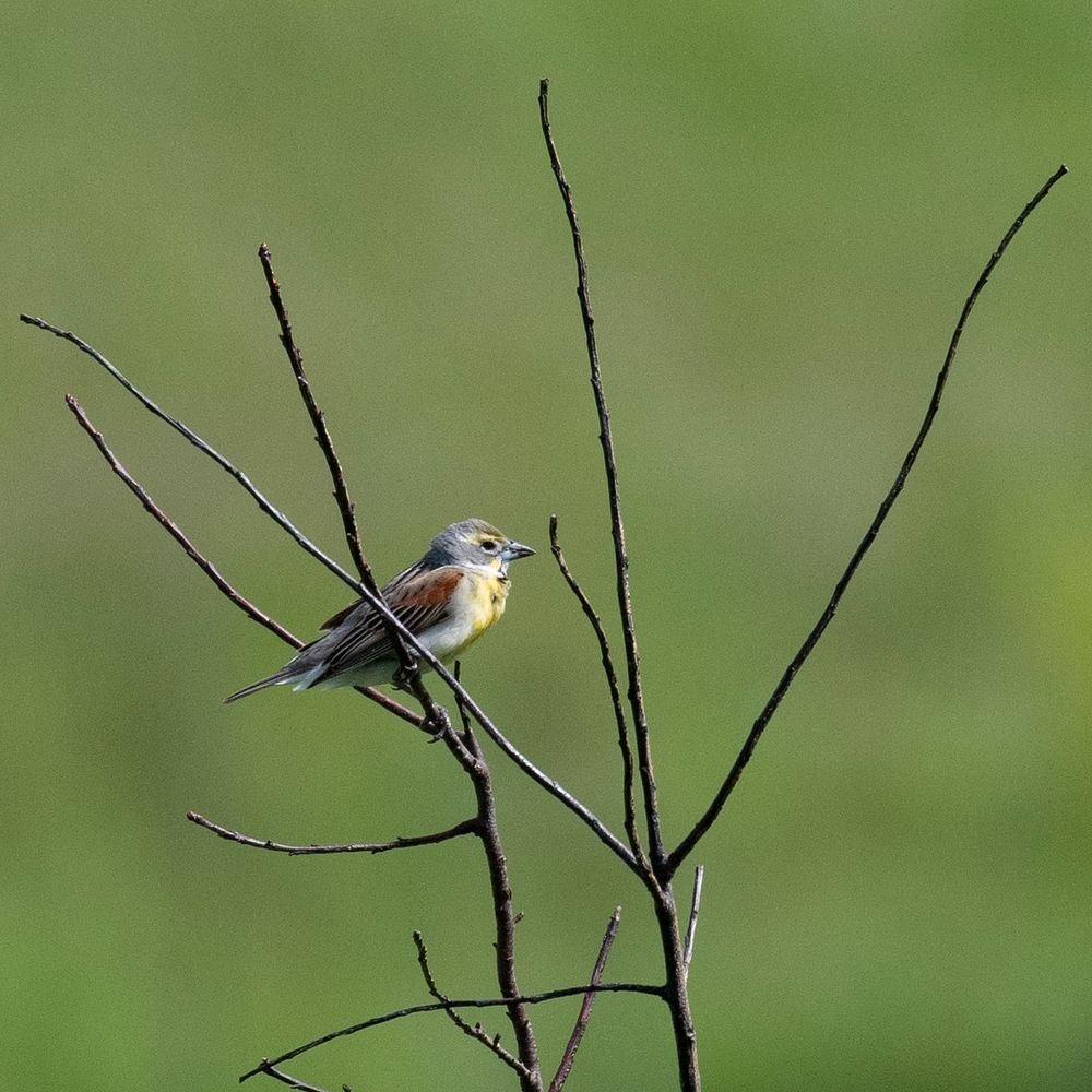 Photo by Grayson Smith/USFWS. Original public domain image from Flickr