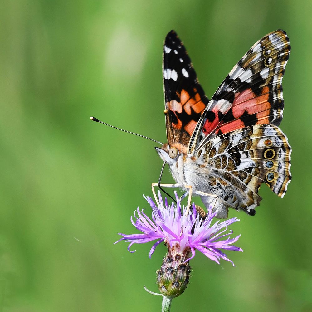 Painted lady butterfly nectaring thistle flower. Original public domain image from Flickr
