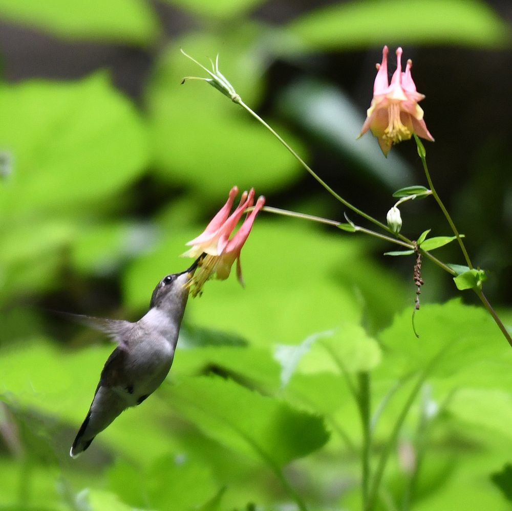 Ruby-throated HummingbirdPhoto by Grayson Smith/USFWS. Original public domain image from Flickr